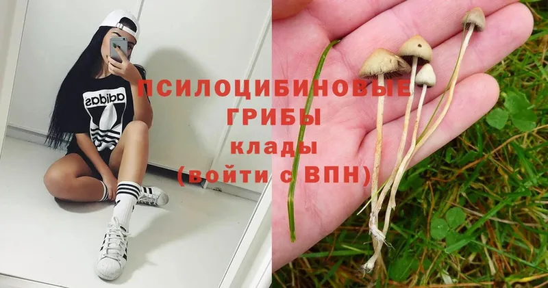 Псилоцибиновые грибы Magic Shrooms  Курск 